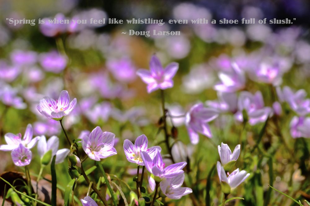 hope is bed of flowers